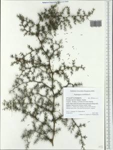 Asparagus acutifolius L., Западная Европа (EUR) (Греция)