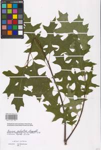 Quercus palustris Münchh., Восточная Европа, Московская область и Москва (E4a) (Россия)