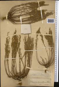 Полынь малоцветковая Weber, Средняя Азия и Казахстан, Муюнкумы, Прибалхашье и Бетпак-Дала (M9) (Казахстан)