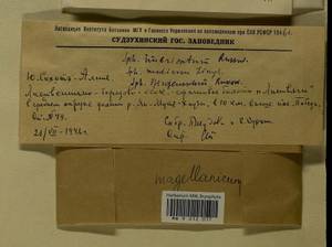 Sphagnum imbricatum Hornsch. ex Russow, Гербарий мохообразных, Мхи - Дальний Восток (без Чукотки и Камчатки) (B20) (Россия)