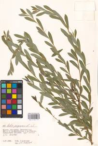 Ива пурпурная, Ива пурпуровая L., Восточная Европа, Московская область и Москва (E4a) (Россия)