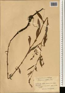 Горец развесистый, Горец щавелелистный развесистый, Зарубежная Азия (ASIA) (КНР)