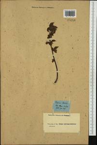 Граб обыкновенный, Граб кавказский L., Западная Европа (EUR) (Германия)