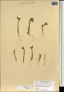 Linum pubescens, Зарубежная Азия (ASIA) (Сирия)
