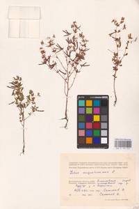 Лядвенец узкий L., Восточная Европа, Нижневолжский район (E9) (Россия)