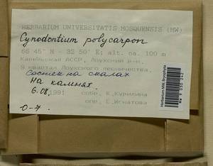 Cynodontium polycarpon (Hedw.) Schimp., Гербарий мохообразных, Мхи - Карелия, Ленинградская и Мурманская области (B4) (Россия)