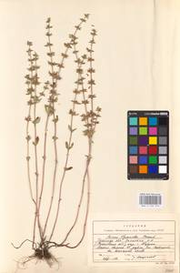 MHA 0 156 573, Пахучка полевая, Щебрушка полевая (L.) Kuntze, Восточная Европа, Центральный район (E4) (Россия)