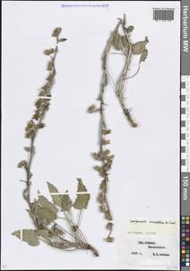 Колокольчик сарматский Ker Gawl., Кавказ, Ставропольский край, Карачаево-Черкесия, Кабардино-Балкария (K1b) (Россия)