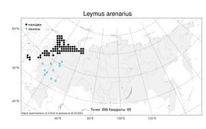 Leymus arenarius, Волоснец песчаный (L.) Hochst., Атлас флоры России (FLORUS) (Россия)