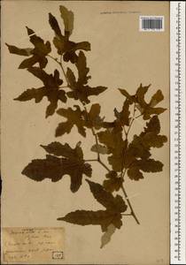 Шелковица белая L., Зарубежная Азия (ASIA) (Япония)