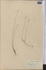 Asemeia violacea (Aubl.) J.F.B. Pastore & J.R. Abbott, Америка (AMER) (Куба)