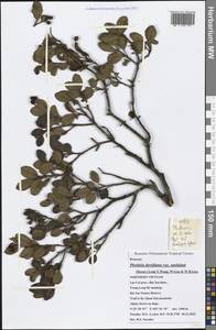 Photinia davidiana var. undulata (Decne.) Long Y. Wang, W. Guo & W. B. Liao, Зарубежная Азия (ASIA) (Вьетнам)