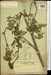 Жабрица порезниковая (L.) W. D. J. Koch, Кавказ, Азербайджан (K6) (Азербайджан)