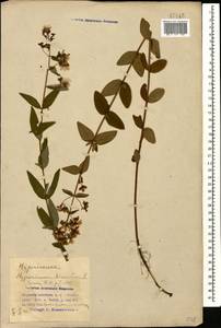 Зверобой волосистый, Зверобой жестковолосый L., Кавказ, Азербайджан (K6) (Азербайджан)