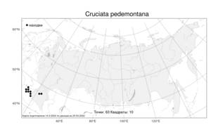 Cruciata pedemontana, Круциата пьемонтская (Bellardi) Ehrend., Атлас флоры России (FLORUS) (Россия)