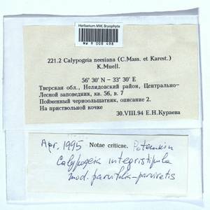 Calypogeia integristipula Steph., Гербарий мохообразных, Мхи - Центральное Нечерноземье (B6) (Россия)