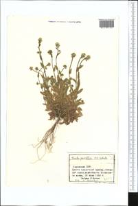 Draba parviflora (Regel) O.E. Schulz, Средняя Азия и Казахстан, Северный и Центральный Тянь-Шань (M4) (Казахстан)