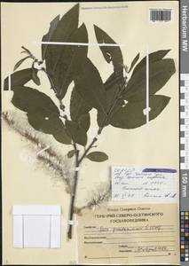 Ива ложномедемская E.L.Wolf, Кавказ, Северная Осетия, Ингушетия и Чечня (K1c) (Россия)