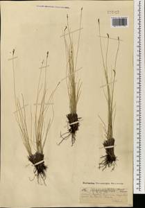 Carex macroprophylla (Y.C.Yang) S.R.Zhang, Монголия (MONG) (Монголия)