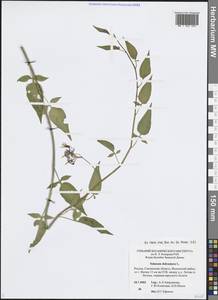 Паслен сладко-горький L., Восточная Европа, Западный район (E3) (Россия)