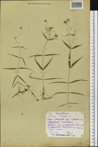 Rabelera holostea (L.) M. T. Sharples & E. A. Tripp, Восточная Европа, Средневолжский район (E8) (Россия)