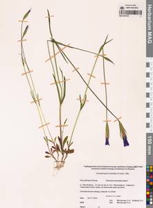 Горечавочник бородатый (Froel.) Ma, Сибирь, Якутия (S5) (Россия)