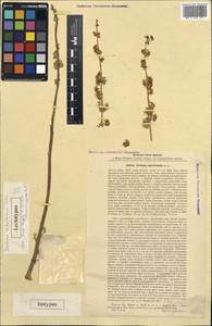 Ferula sabulosum (Litv.), Средняя Азия и Казахстан, Каракумы (M6) (Туркмения)