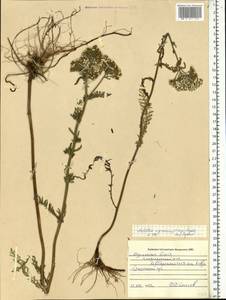 Achillea millefolium var. nigrescens E. Mey., Восточная Европа, Северный район (E1) (Россия)