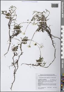 Leucanthemopsis alpina (L.) Heywood, Западная Европа (EUR) (Испания)