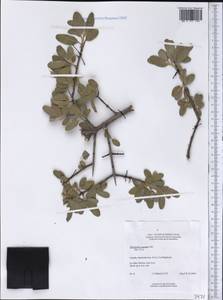 Shepherdia argentea (Pursh) Nutt., Америка (AMER) (Канада)