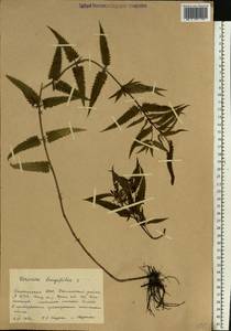 Вероника длиннолистная L., Восточная Европа, Восточный район (E10) (Россия)