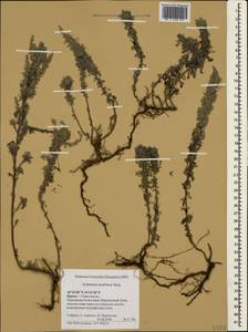 Полынь австрийская Jacq., Крым (KRYM) (Россия)