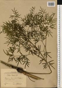 Морковник обыкновенный (L.) Schinz & Thell., Восточная Европа, Нижневолжский район (E9) (Россия)