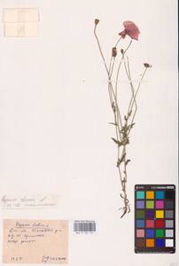 Мак самосейка L., Восточная Европа, Южно-Украинский район (E12) (Украина)