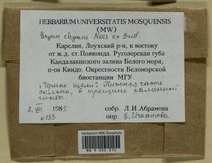 Rosulabryum elegans (Nees ex Brid.) Ochyra, Гербарий мохообразных, Мхи - Карелия, Ленинградская и Мурманская области (B4) (Россия)