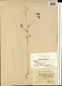 Delphinium consolida subsp. consolida, Восточная Европа, Московская область и Москва (E4a) (Россия)