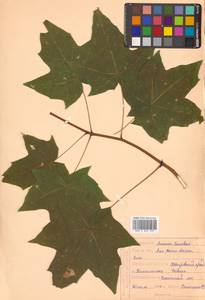 Клен моно, Клен мелколистный (Maxim.) H.Ohashi, Сибирь, Дальний Восток (S6) (Россия)