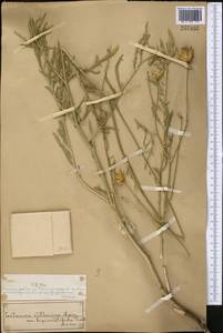 Rhaponticoides ruthenica (Lam.) M.V.Agab. & Greuter, Средняя Азия и Казахстан, Муюнкумы, Прибалхашье и Бетпак-Дала (M9) (Казахстан)