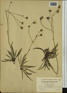 Hieracium calcareum subsp. trilacense (Dörfl.) Greuter, Западная Европа (EUR) (Австрия)
