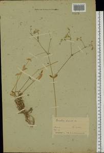 Ясколка костенецевидная, Ясколка дернистая Fr., Восточная Европа, Белоруссия (E3a) (Белоруссия)