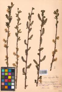 Ива мирзинолистная, Ива чернеющая Salisb., Восточная Европа, Московская область и Москва (E4a) (Россия)