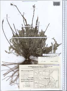 Artemisia caerulescens subsp. caerulescens, Кавказ, Дагестан (K2) (Россия)