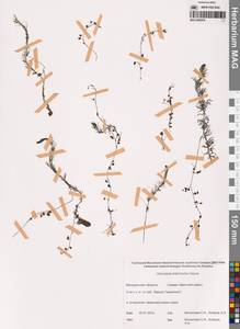 Пузырчатка средняя  Hayne, Сибирь, Чукотка и Камчатка (S7) (Россия)