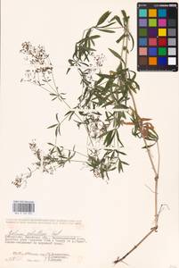 Подмаренник промежуточный Schult., Восточная Европа, Белоруссия (E3a) (Белоруссия)