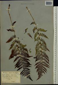 Pseudathyrium alpestre subsp. alpestre, Восточная Европа, Северный район (E1) (Россия)