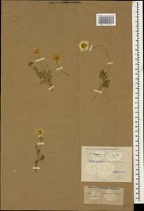 Пупавка белоснежнейшая Willd. ex Spreng., Кавказ, Грузия (K4) (Грузия)