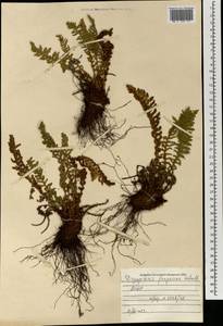 Щитовник пахучий (L.) Schott, Монголия (MONG) (Монголия)