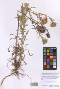 Колючник Биберштейна Bernh. ex Hornem., Восточная Европа, Московская область и Москва (E4a) (Россия)