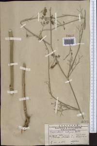 Anethum foeniculum L., Средняя Азия и Казахстан, Копетдаг, Бадхыз, Малый и Большой Балхан (M1) (Туркмения)
