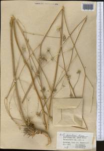 Жабрица гигантская Lipsky, Средняя Азия и Казахстан, Западный Тянь-Шань и Каратау (M3) (Киргизия)